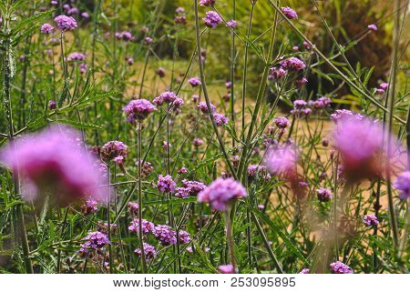 Little Pink Flowers Focused Clearly On Far Layer While The Close Ones Blurry
