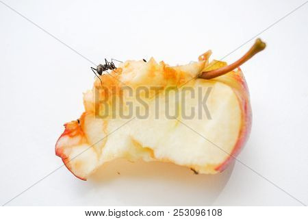Big Black Ants Eating Rotten Apple On White Background