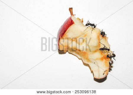 Big Black Ants Eating Rotten Apple On White Background