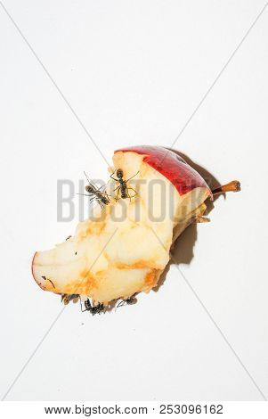 Big Black Ants Eating Rotten Apple On White Background