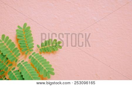 Little Branch And Leaves Place On Concrete Wall As Texture Cute Background