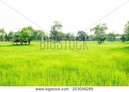 Soothing Green Rice Field With Trees And Bright Sky In Background