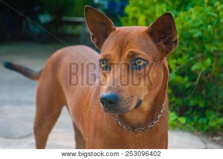 Thai Brown Dog Is Expressing Emotion Coldly