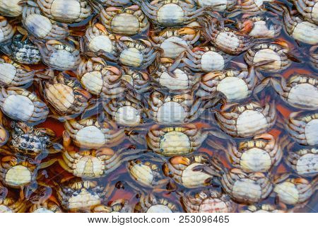Plenty Of Little Raw Colorful Crabs Ready To Be Sold