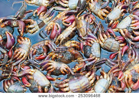 Plenty Of Little Raw Colorful Crabs Ready To Be Sold