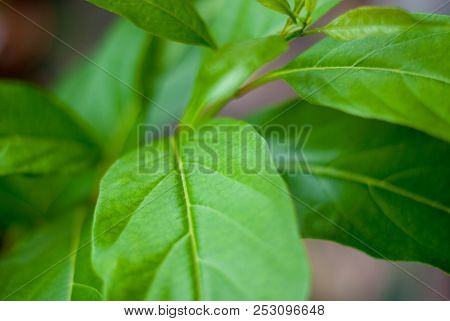 Green Natural Big Leaves On Its Branch Showing The Typical Pattern Of Leaf, Close Up Photo