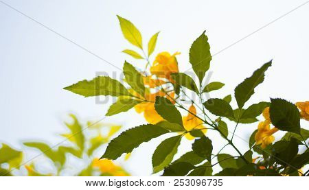 A Tree Branch Full Of Dark And Light Green Leaves Together With Yellow Flowers, It Was Taken In Ant 
