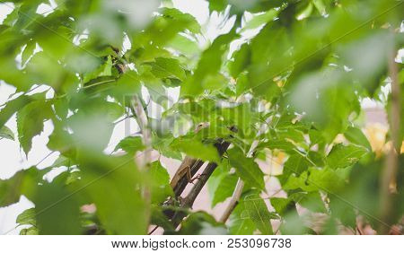 A Small Lizard Is Staying Very Still On A Brown Tree Branch, The Area Is Full Of Green Leaves Coveri