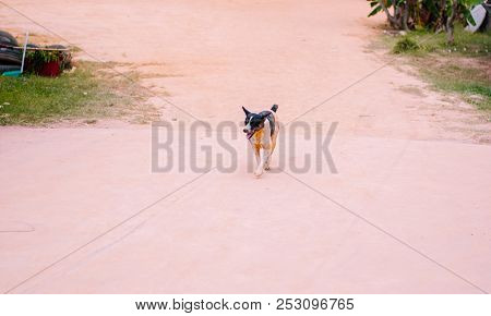 A Black And White Stray Dog Is Moving Toward To Photographer But Looking Somewhere Else On Concrete 