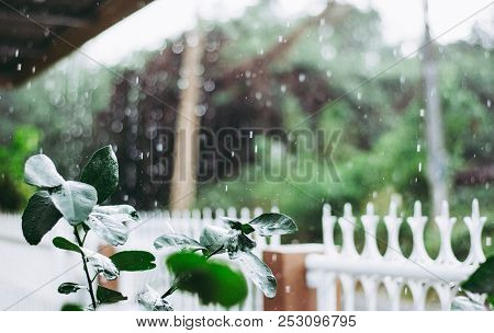 A Lemon Branch With Dark Green Leaves Is Focused On The Left Side Having Blurred House Fense And For
