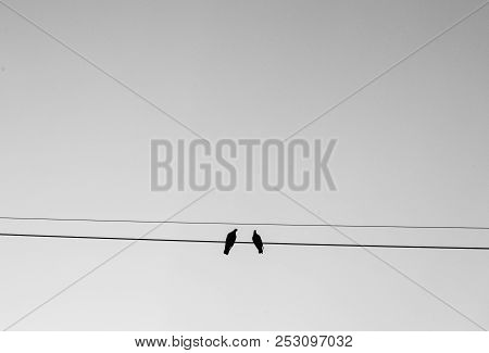 Two Birds Perching On Wire With Sky Background In Black And White Tone, Presenting Couple Love