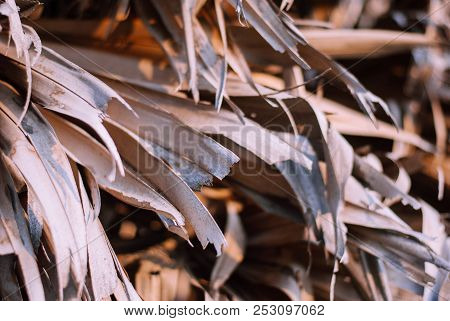 Close Up Photo Of Palm Tree Dry Leaves Receiving Evening Light From The Right Side, Nature Backgroun