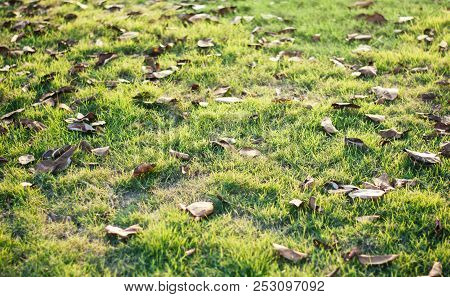 Ground Full Of Green Fresh Grass And Fallen Dry Leaves Covered By Golden Evening Sunshine, Good For 