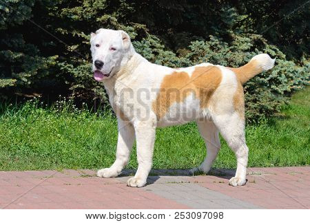 Central Asian Shepherd Dog Looks In Camera. Central Asian Shepherd Dog Stands In The City Park.