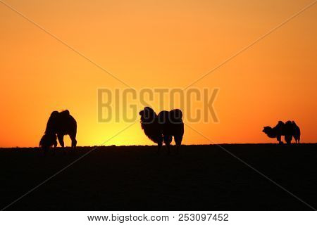 Silhouette Of Three Camel In The Orange Sunset Sky