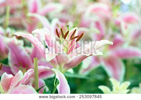 Lil White (lily, Lilium Hybrids) Blooming In The Garden, Gardening Ideas Decorating A Place The Mean