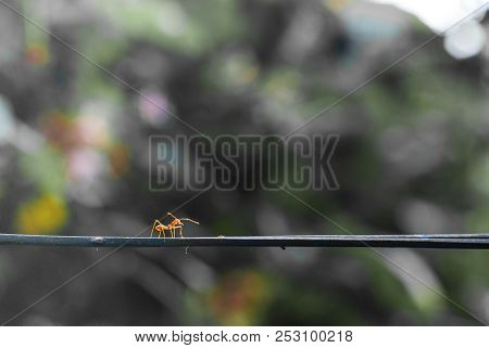 Little Red Ant Stop Walking On The Wire Line Sensing Something By Its Antenna With Blurred Backgroun