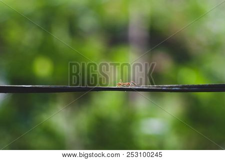 Little Red Ant Walking On The Wire Line And Sensing Something By Its Antenna With Blurred Background