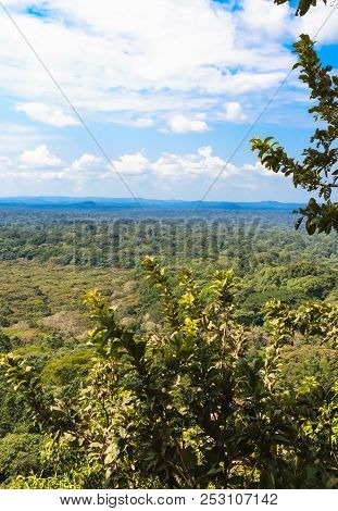 Rainforest In The Heart Of The Savannah. Kakamega Forest. Kenya, Africa