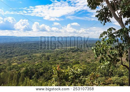 The Green Sea In Kakamega Forest. Kenya, Africa