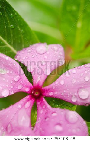 Purple Flower With Drops On The Grass Background