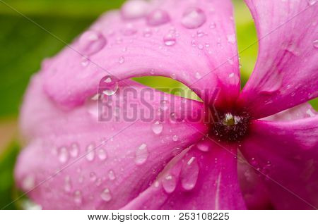 Purple Flower With Drops On The Grass Background