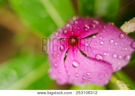 Purple Flower With Drops On The Grass Background