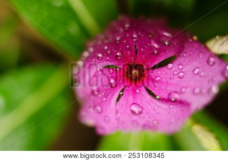 Purple Flower With Drops On The Grass Background