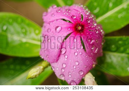 Purple Flower With Drops On The Grass Background