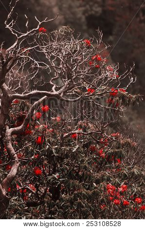 Branches Against The Background Of Blurred Red Flowers In The Forest