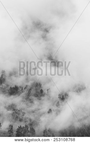 Trees In The Clouds Around The Free Space