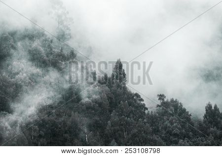 Trees In The Clouds Around The Free Space