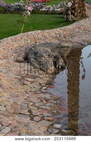 Crocodile On The Stone Floor. Nile Crocodile