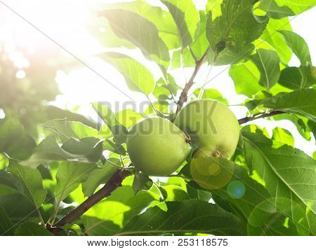 Green Apple On The Tree Branch In The Sunshine. Background In The Summer.