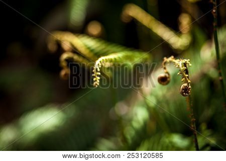 A Fern Branch On A Blurred Background, A Lot Of Space Under The Text, A Yellow Tuet, A Green, Sunny