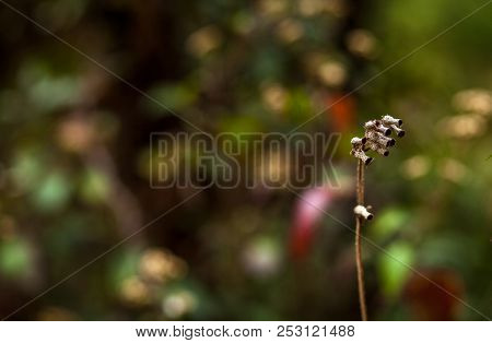 Dry Plant On A Blurry Background Of Green Flowers