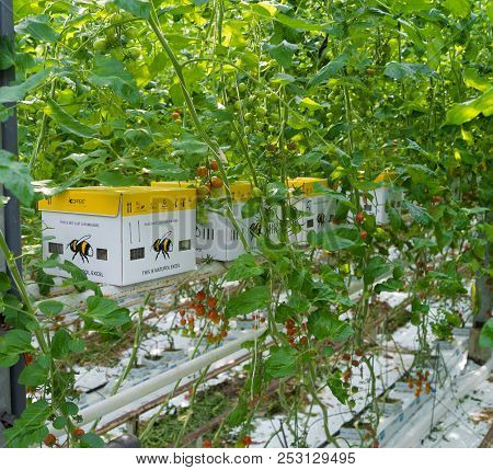 Klazienaveen, Netherlands - April 1, 2017: Biological Pest Control With Bumblebees In A Greenhouse F