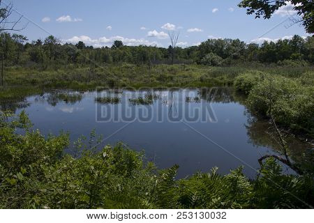 A Wetlands Scene From A Sanctuary In Massachusetts.