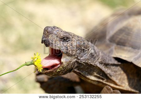 Captive Adult Male California Desert Tortoise Eating Dandelion. Marin County, California, Usa.