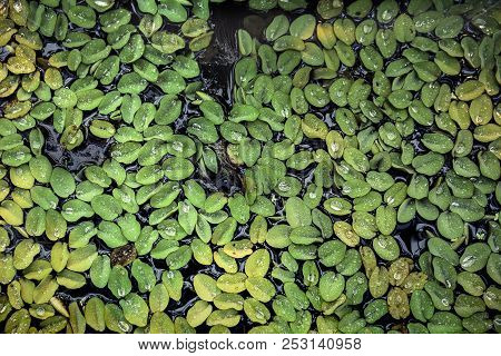 Small Green Plant Leaves Float In Dark Water