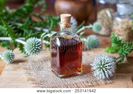 A Bottle Of Glandular Globe-thistle Tincture With Fresh Blooming Echinops Sphaerocephalus Plant