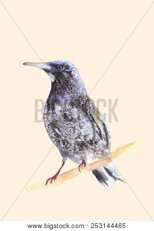 Blackbird On A Branch. Ousel Painting. Watercolor Illustration Of Thrush. Beautiful Stylized Bird. R