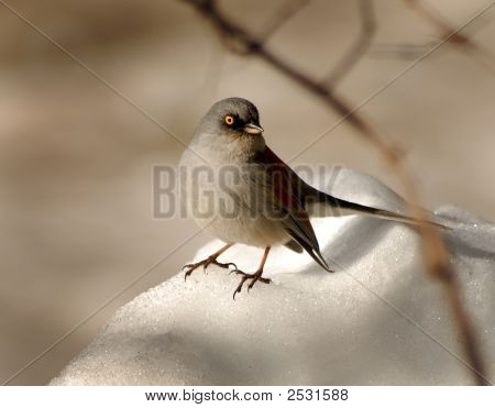 Keltaiset silmät Junco - Junco Phaeonotus