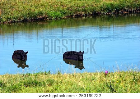 Two Black Angus Cows Cool Off From Summer Heat By Wading In A Pond.  Cattle Are Located In The Ozark
