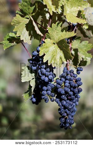Close Up Of Ripe Red Grapes Ready For Autumn Harvest