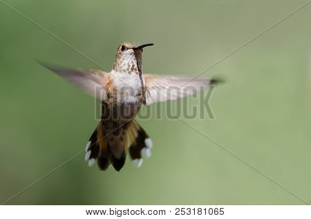 Adorable Little Rufous Hummingbird Hovering In Flight Deep In The Forest
