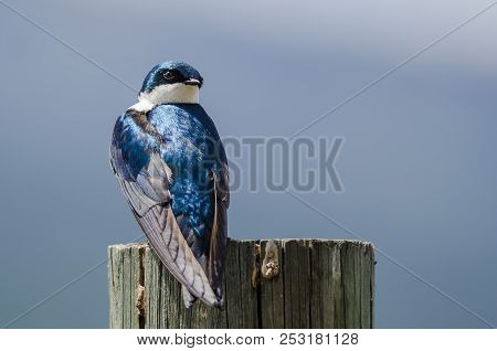 Spunky Little Tree Swallow Perched Atop A Weathered Wooden Post