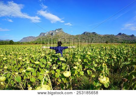 Portrait Of Young Woman Relaxing With Dried Sunflowers Field, Blue Sky, Cloud  And Mountain At Lopbu