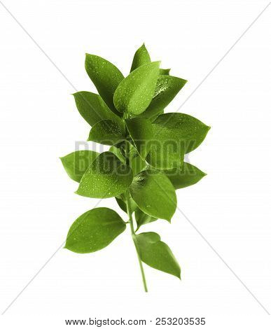 Branch With Fresh Green Ruscus Leaves On White Background