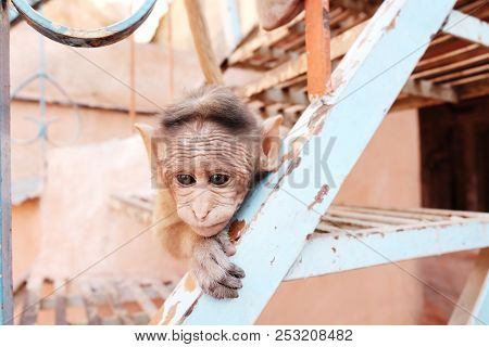 A Little Monkey Looks At The Camera And Sits On The Stairs